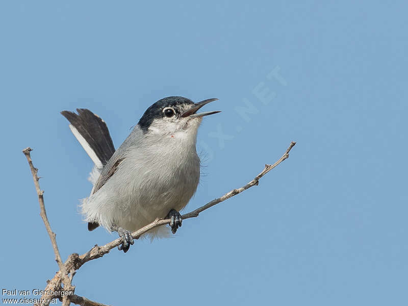 White-lored Gnatcatcher male adult, song