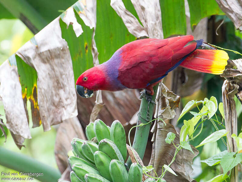 Eclectus Parrot female adult, habitat, pigmentation, feeding habits, eats