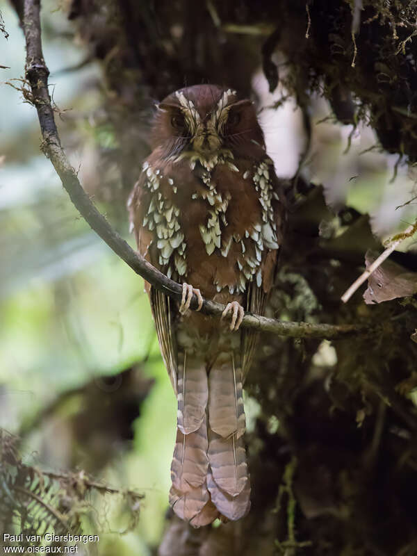 Feline Owlet-nightjar, identification