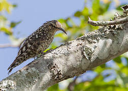 African Spotted Creeper