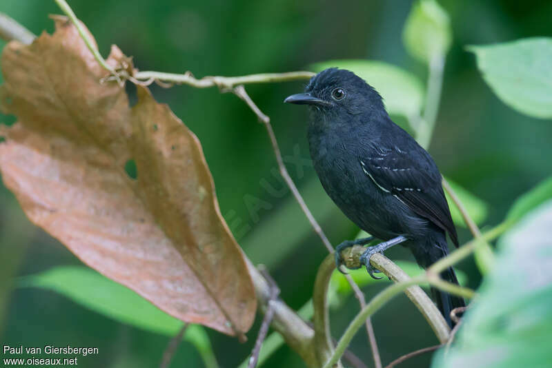 Blackish Antbird female adult, identification