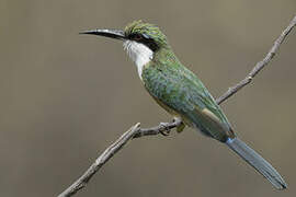 Somali Bee-eater