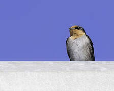 Hill Swallow