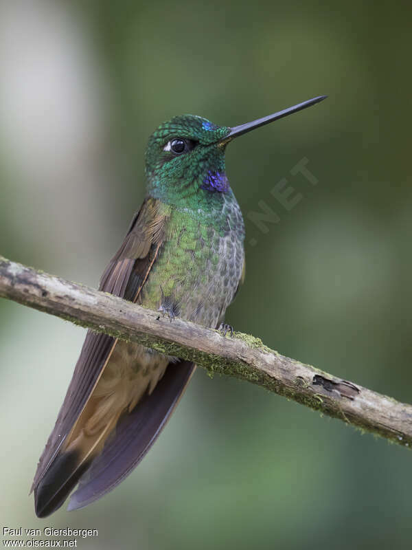 Violet-throated Starfrontlet male adult, identification