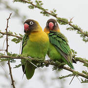 Yellow-collared Lovebird