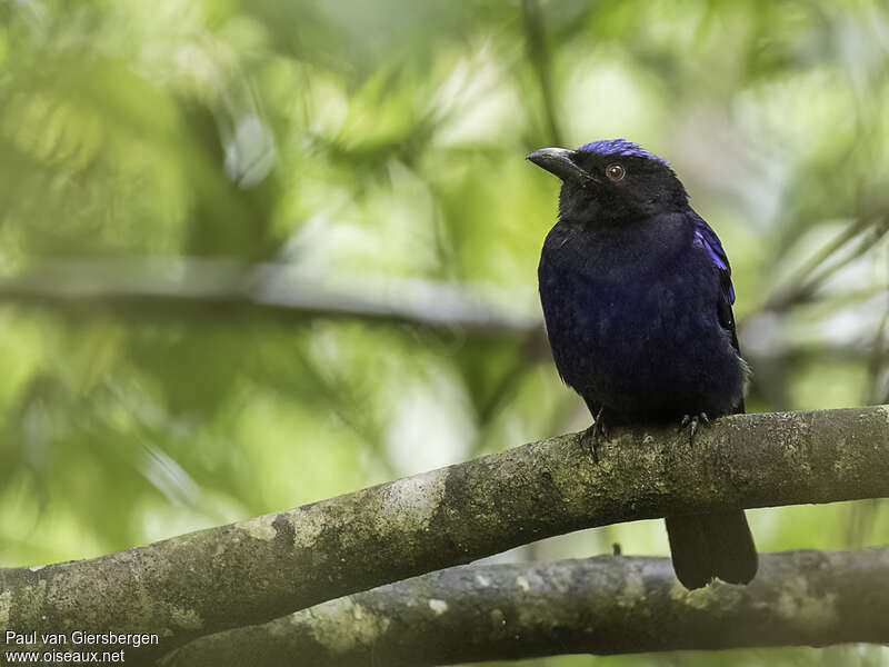 Philippine Fairy-bluebirdadult