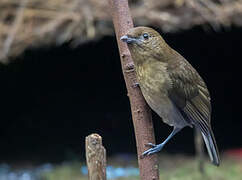 Vogelkop Bowerbird