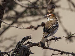 Chestnut-crowned Sparrow-Weaver