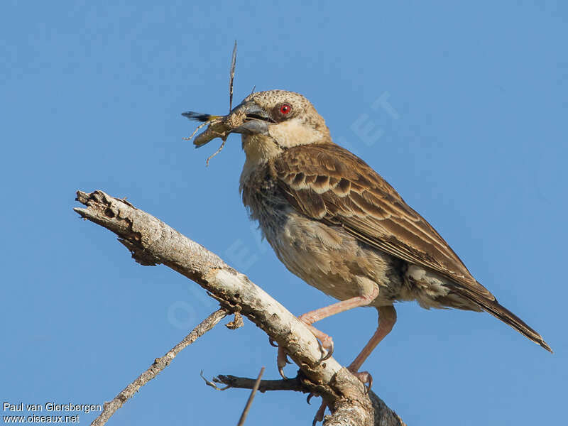 Donaldson Smith's Sparrow-Weaveradult, feeding habits
