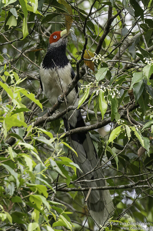 Red-faced Malkohaadult