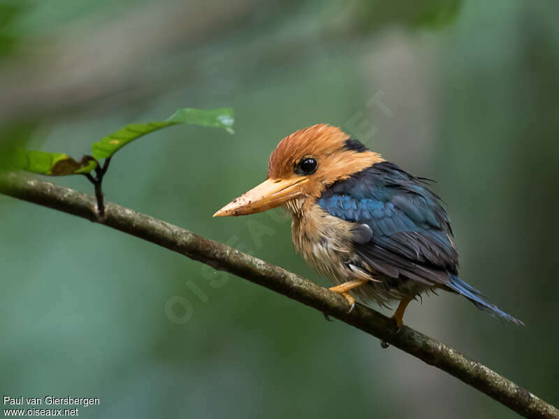 Yellow-billed Kingfisher male adult