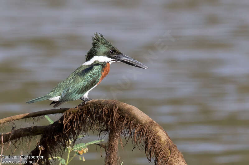 Amazon Kingfisher male adult, identification