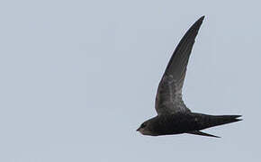 Malagasy Black Swift