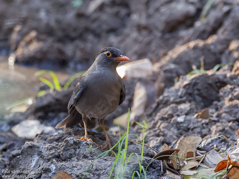 Indian Blackbird male adult, identification