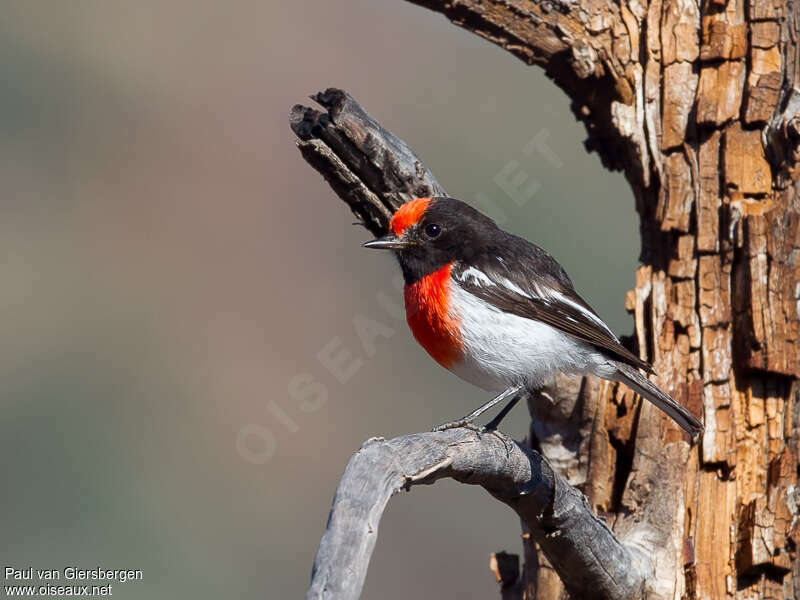 Red-capped Robinadult