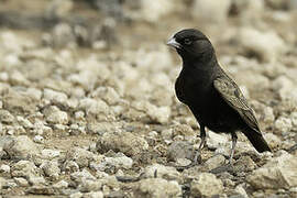 Black-eared Sparrow-Lark