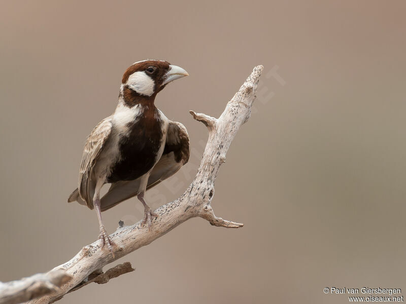 Chestnut-headed Sparrow-Lark male adult