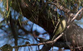 Pine Flycatcher
