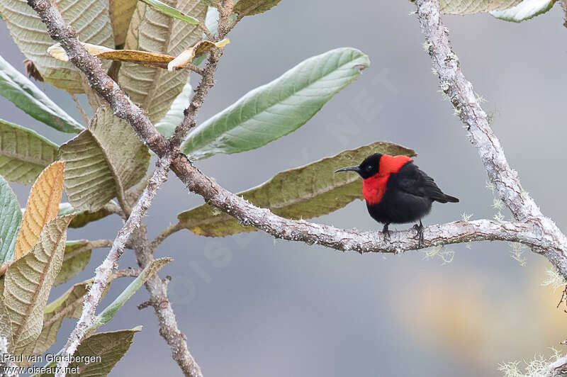 Red-collared Myzomelaadult