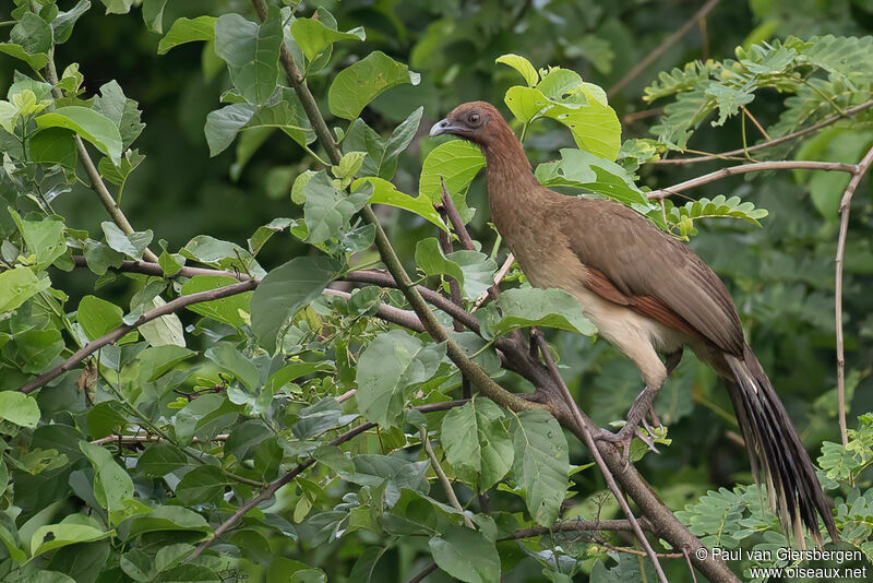 Chestnut-winged Chachalacaadult
