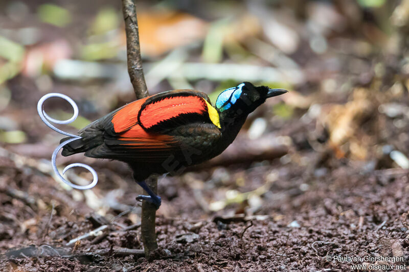 Wilson's Bird-of-paradise male adult