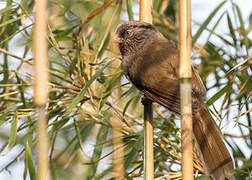 Brown Parrotbill