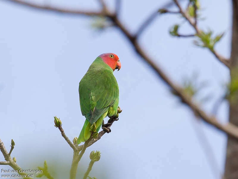 Red-cheeked Parrot male adult