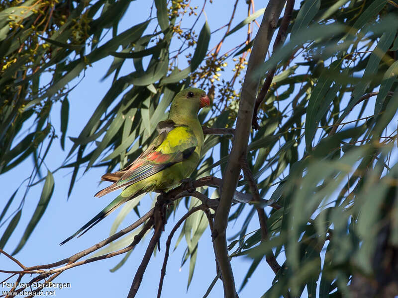 Regent Parrot male adult, habitat, pigmentation