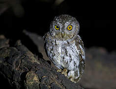 Oriental Scops Owl