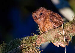 Cinnamon Screech Owl