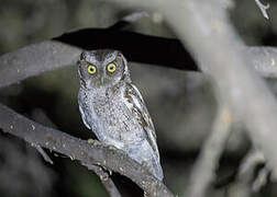 West Peruvian Screech Owl