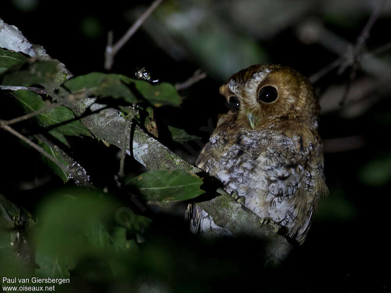 Flammulated Owl, identification