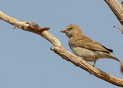Sahel Bush Sparrow