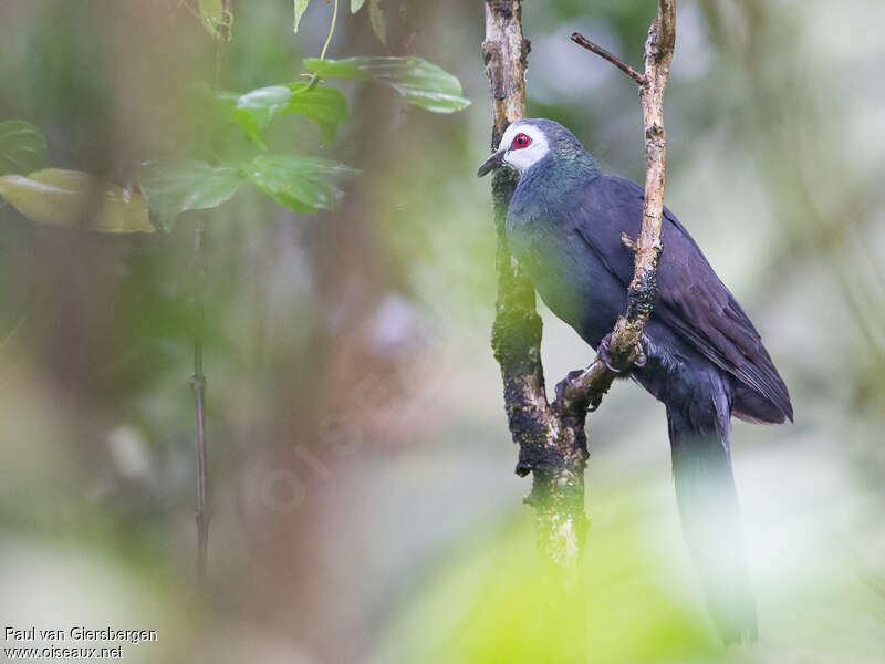 White-faced Cuckoo-Doveadult, identification
