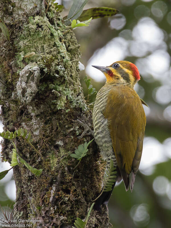 Yellow-browed Woodpecker female adult, identification