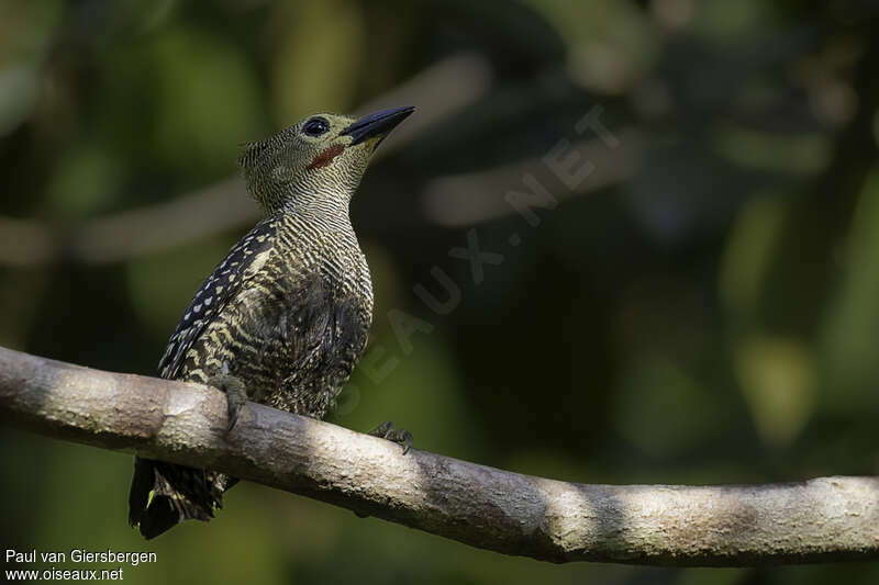 Buff-rumped Woodpecker male adult