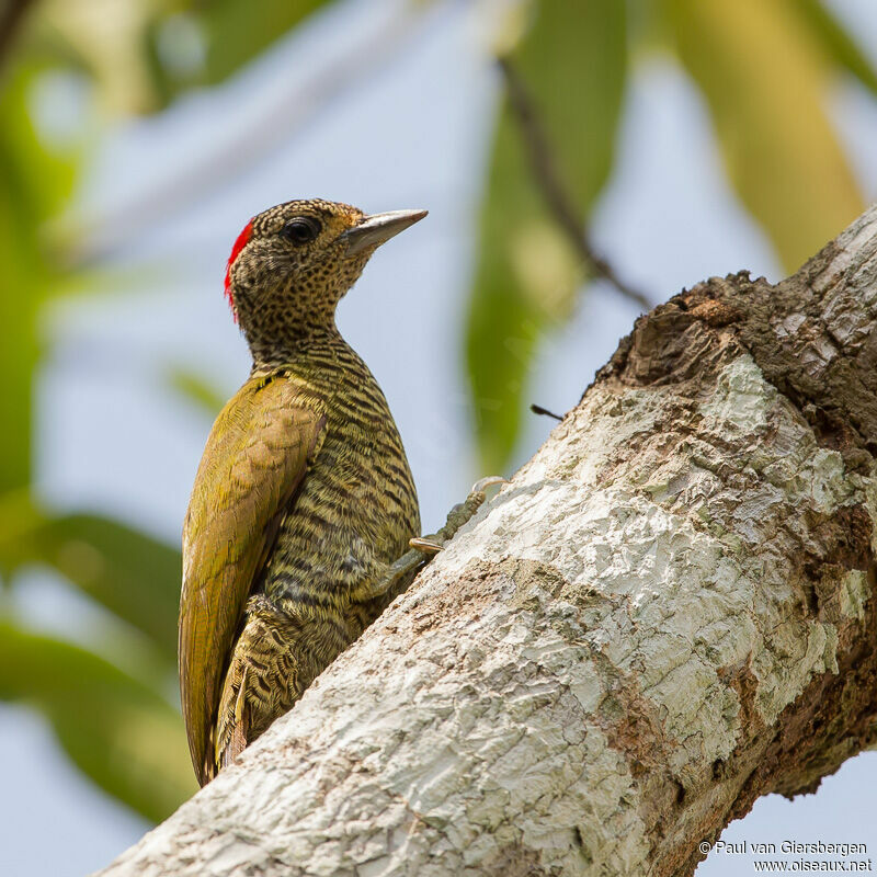 Little Green Woodpecker female adult