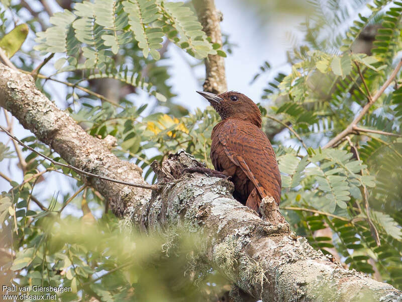 Rufous Woodpecker, habitat