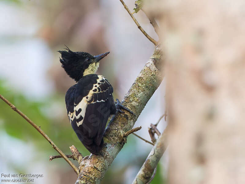 Heart-spotted Woodpecker male adult, identification