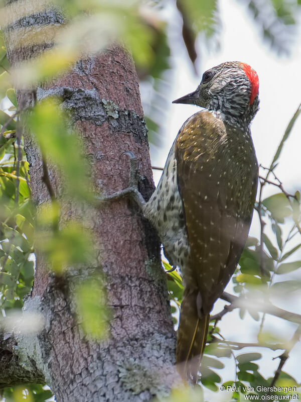 Mombasa Woodpecker male adult