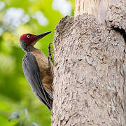 Ashy Woodpecker