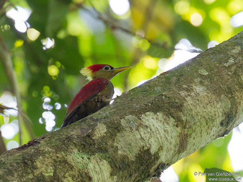Crimson-winged Woodpecker