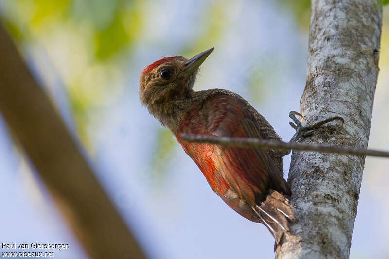 Blood-colored Woodpecker male adult, identification