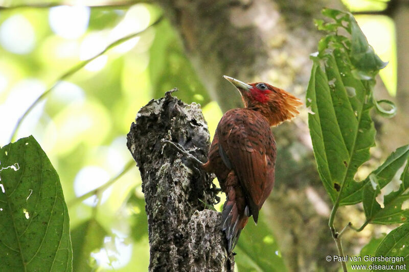 Chestnut-colored Woodpecker