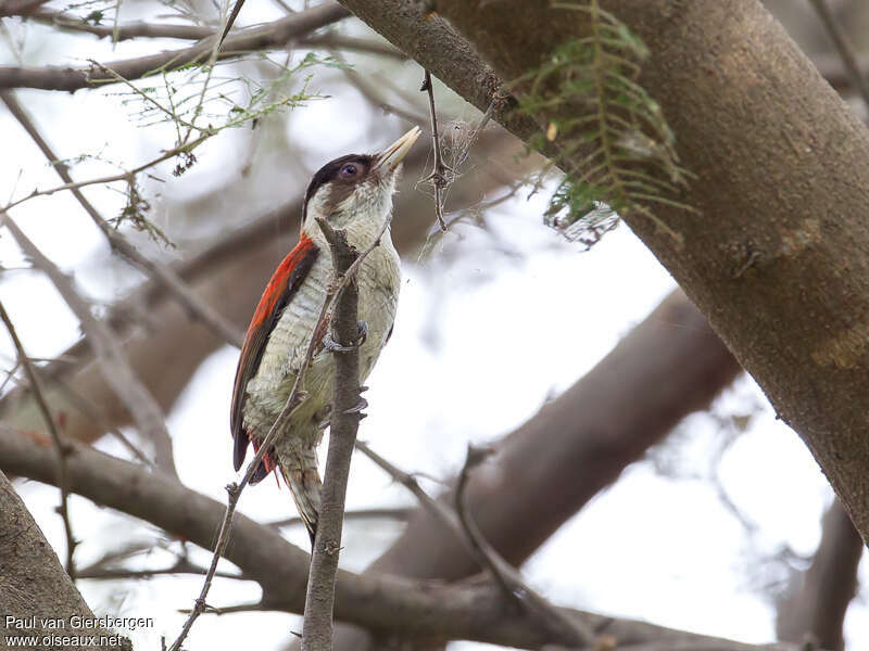Scarlet-backed Woodpecker female adult