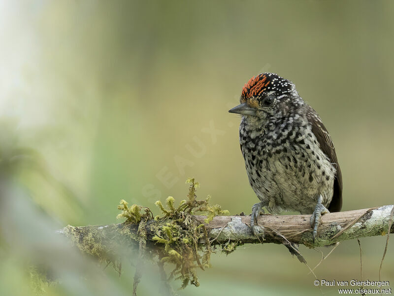 Ocellated Piculet male adult
