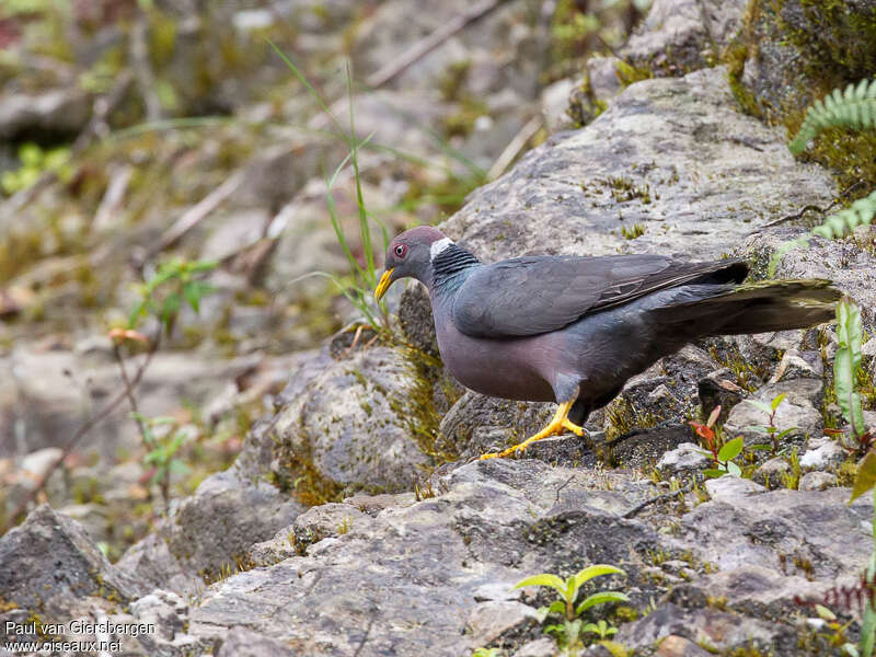Band-tailed Pigeonadult, identification