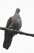 Dusky Pigeon