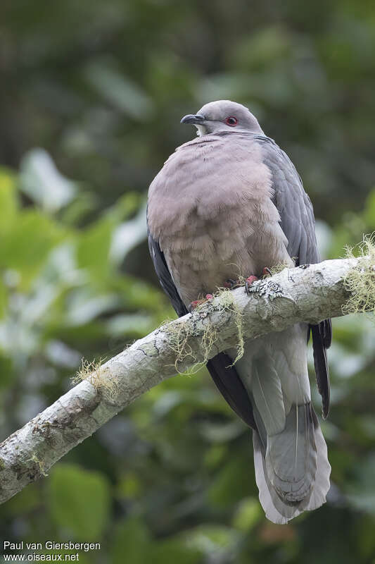 Pigeon de la Jamaïqueadulte, identification