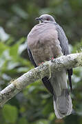 Ring-tailed Pigeon